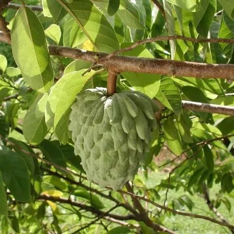 thumbnail for publication: Cultivando atemoya en el jardín de su hogar en Florida